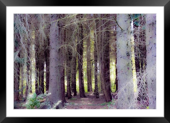 Can you See the Wood for the Trees? Framed Mounted Print by Glen Allen