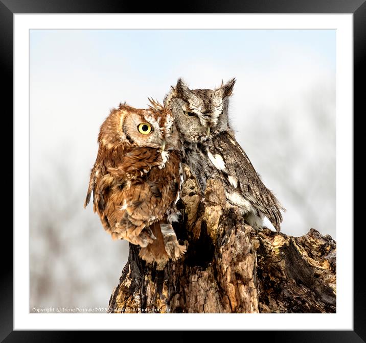 Enchanting Eastern Screech Owls Framed Mounted Print by Irene Penhale