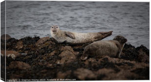 Common Seal - Harbour Seal Canvas Print by Stephen Young