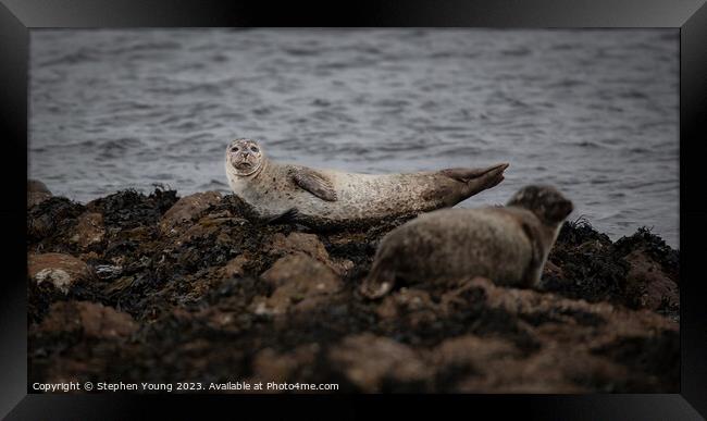 Common Seal - Harbour Seal Framed Print by Stephen Young