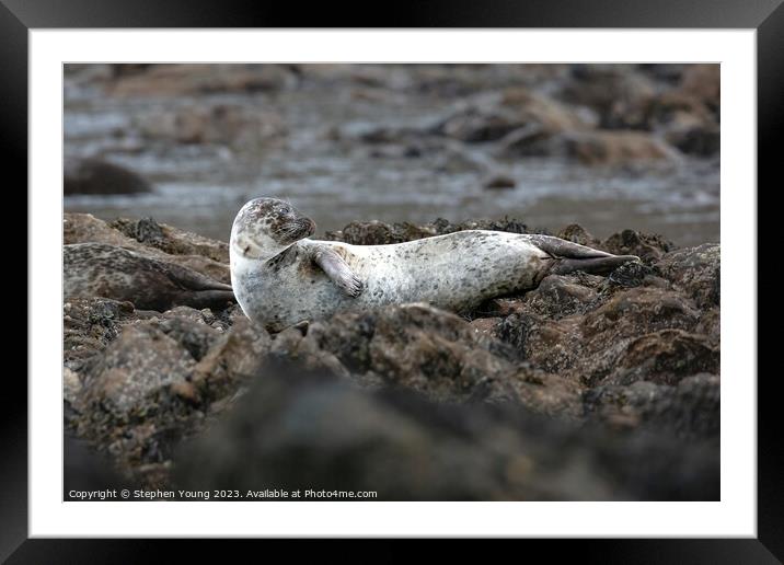 Common Seal - Harbour Seal Framed Mounted Print by Stephen Young