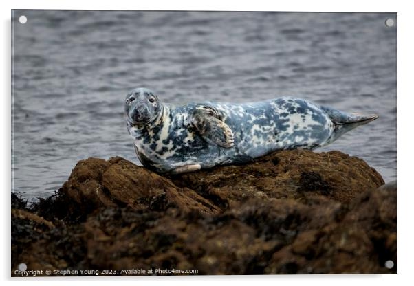 Common Seal Acrylic by Stephen Young