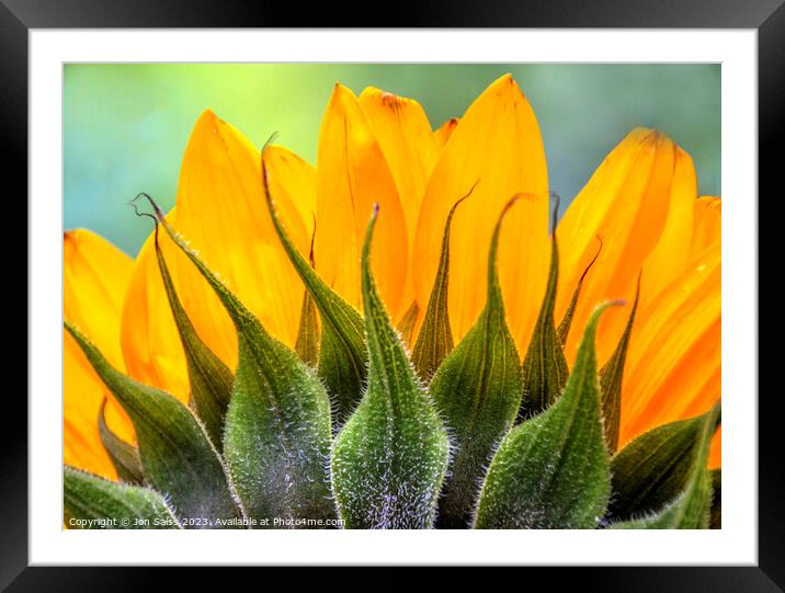 Sunflower Framed Mounted Print by Jon Saiss