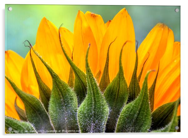 Sunflower Acrylic by Jon Saiss