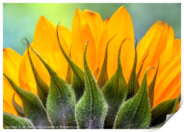 Sunflower Print by Jon Saiss