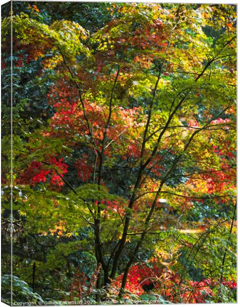 Autumn Reflection Canvas Print by Gillian Robertson