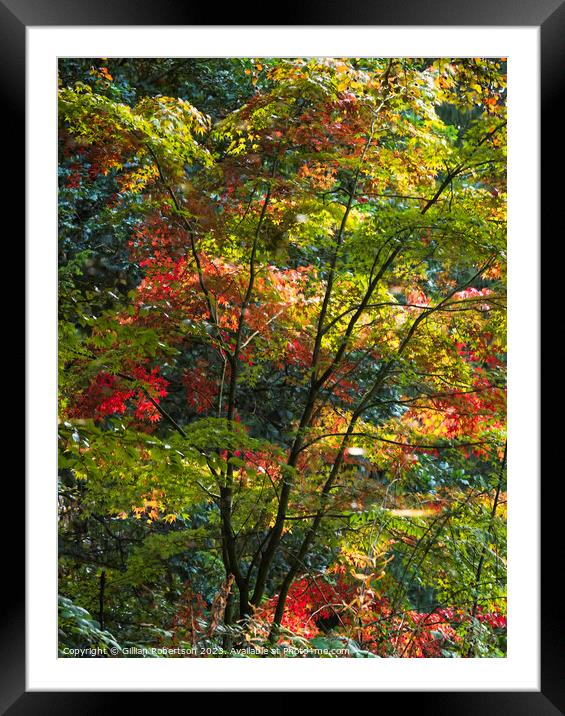 Autumn Reflection Framed Mounted Print by Gillian Robertson