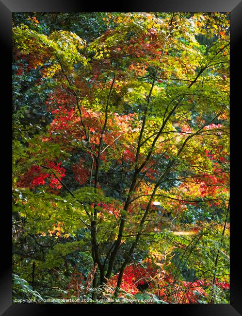 Autumn Reflection Framed Print by Gillian Robertson