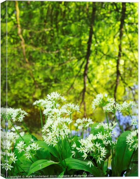 Wild Garlic and Tree Reflections in Skipton Woods Canvas Print by Mark Sunderland