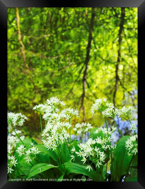 Wild Garlic and Tree Reflections in Skipton Woods Framed Print by Mark Sunderland