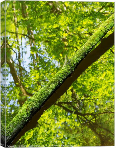 Mossy Tree Trunk and Reflections in Skipton Woods Canvas Print by Mark Sunderland