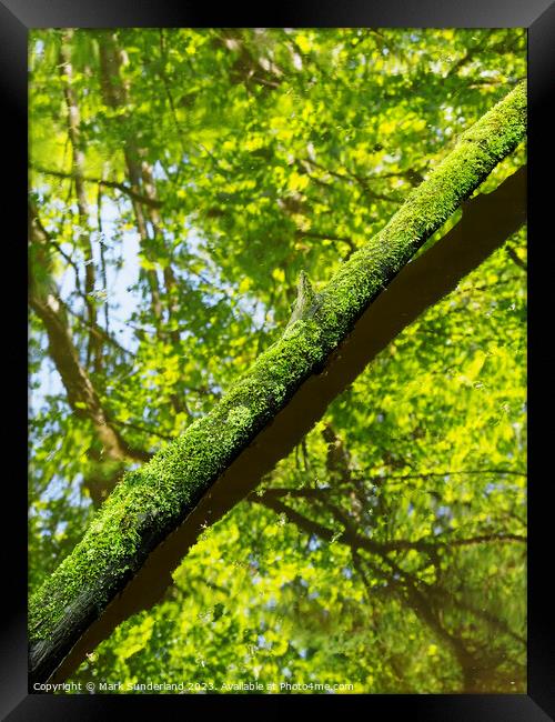 Mossy Tree Trunk and Reflections in Skipton Woods Framed Print by Mark Sunderland