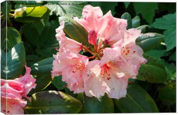 Pink rhododendron flowers in a garden Canvas Print by aurélie le moigne