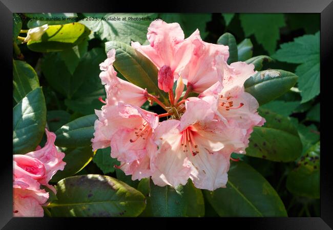Pink rhododendron flowers in a garden Framed Print by aurélie le moigne