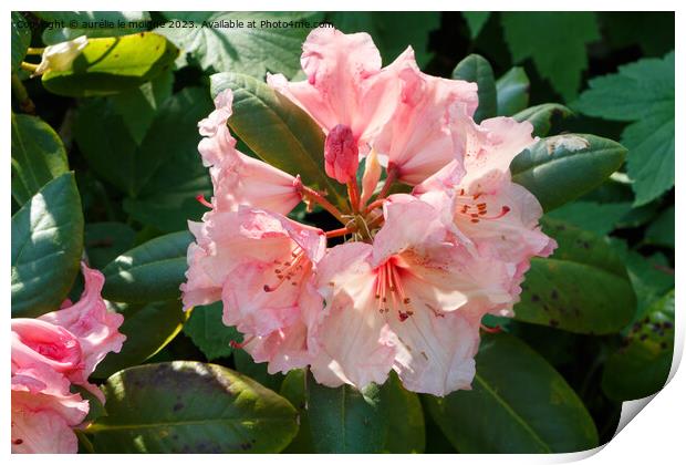 Pink rhododendron flowers in a garden Print by aurélie le moigne