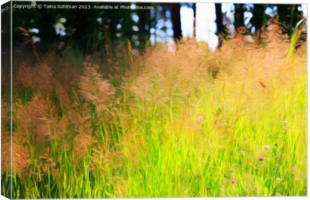Sunlight on Grass Abstract Canvas Print by Taina Sohlman