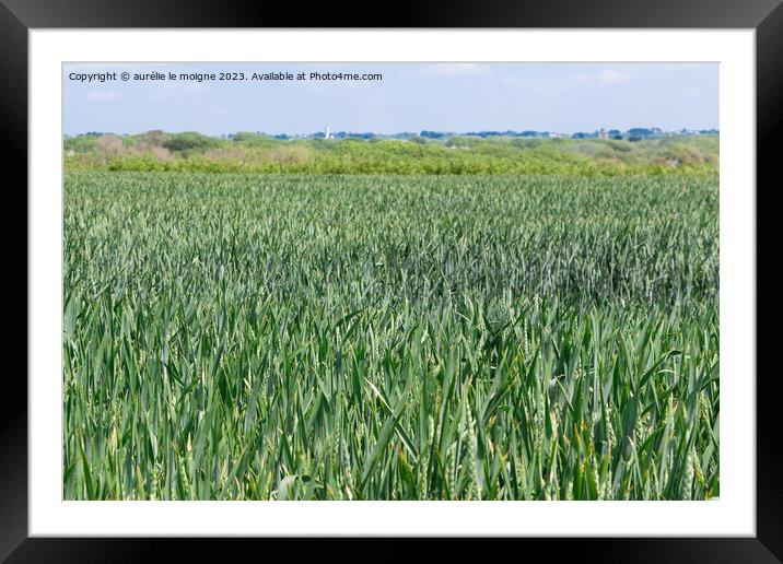 Field of wheat still green Framed Mounted Print by aurélie le moigne