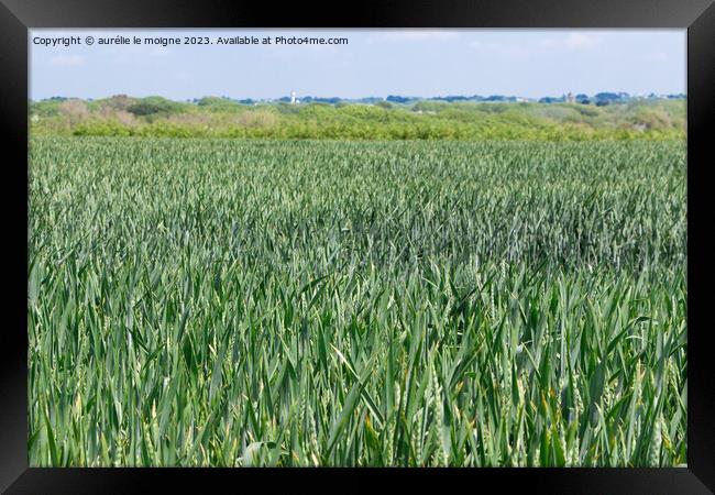 Field of wheat still green Framed Print by aurélie le moigne