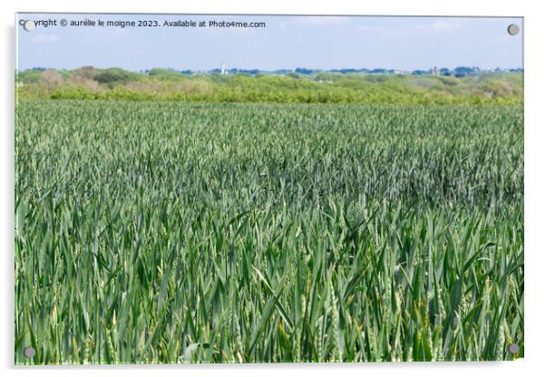 Field of wheat still green Acrylic by aurélie le moigne