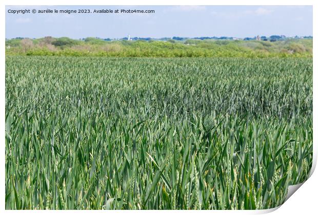Field of wheat still green Print by aurélie le moigne