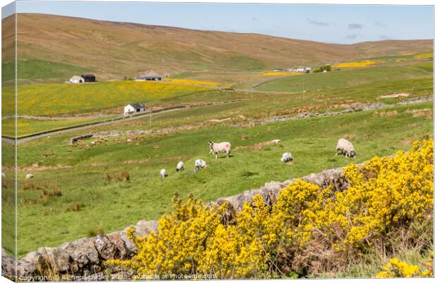 Spring Morning in Harwood Teesdale (2) Canvas Print by Richard Laidler