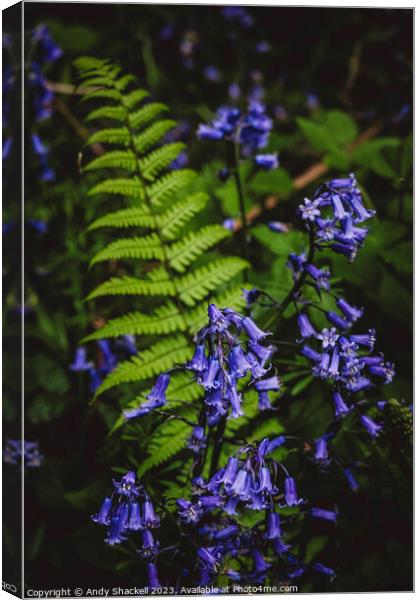 Bluebell Fern Canvas Print by Andy Shackell