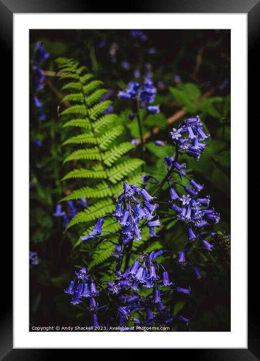 Bluebell Fern Framed Mounted Print by Andy Shackell