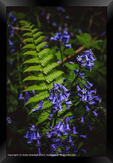 Bluebell Fern Framed Print by Andy Shackell