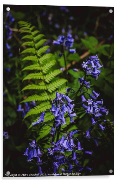 Bluebell Fern Acrylic by Andy Shackell