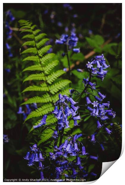 Bluebell Fern Print by Andy Shackell