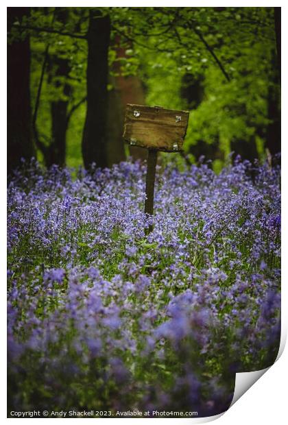 Sign in the Bluebells Print by Andy Shackell