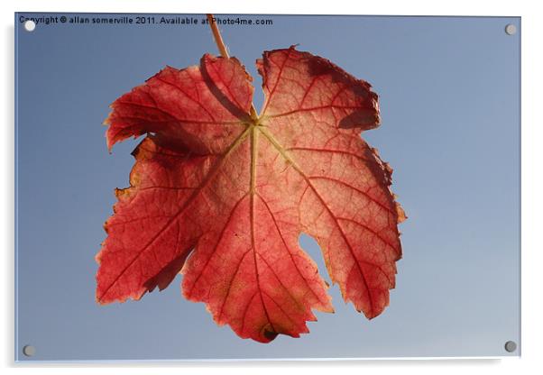 red leaf Acrylic by allan somerville