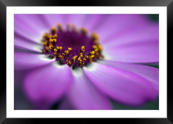 Close up of the centre of a cineraria flower Framed Mounted Print by Kevin Howchin