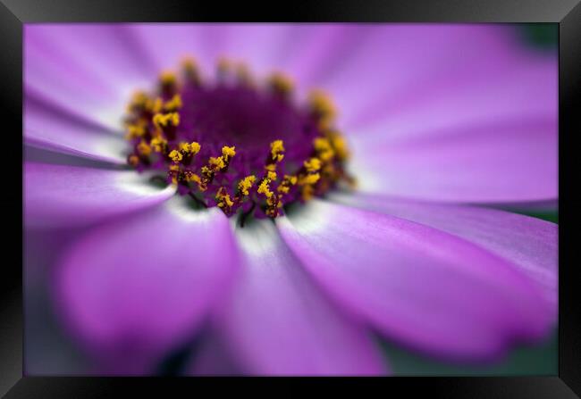 Close up of the centre of a cineraria flower Framed Print by Kevin Howchin