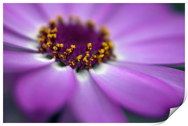 Close up of the centre of a cineraria flower Print by Kevin Howchin