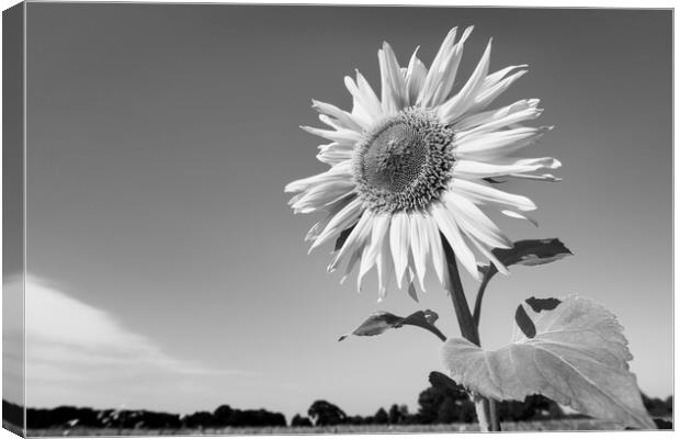 Sunflower Canvas Print by Kevin Howchin