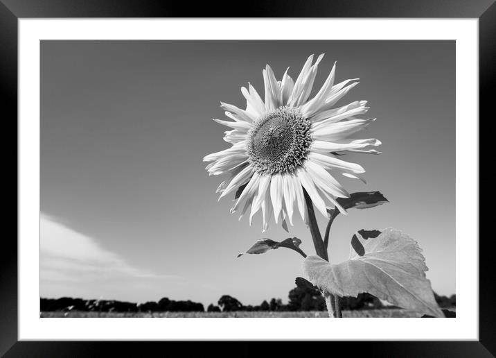 Sunflower Framed Mounted Print by Kevin Howchin