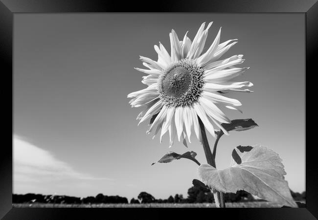 Sunflower Framed Print by Kevin Howchin