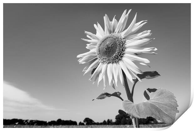 Sunflower Print by Kevin Howchin
