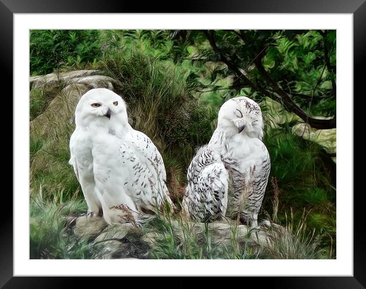 Owls Framed Mounted Print by Sam Smith