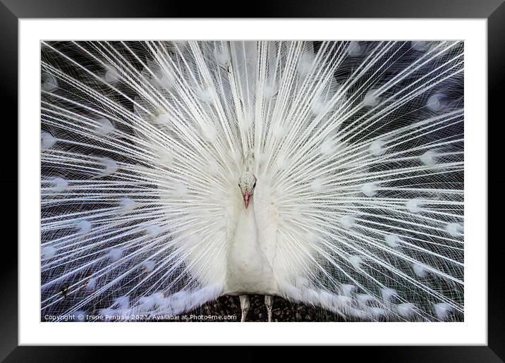 Feathered Beauty Framed Mounted Print by Irene Penhale