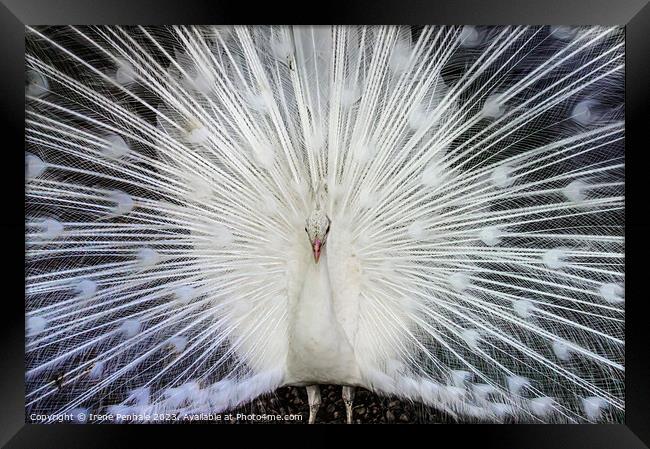 Feathered Beauty Framed Print by Irene Penhale