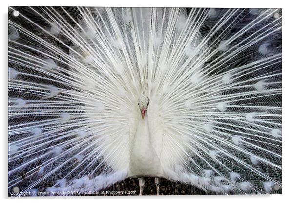 Feathered Beauty Acrylic by Irene Penhale