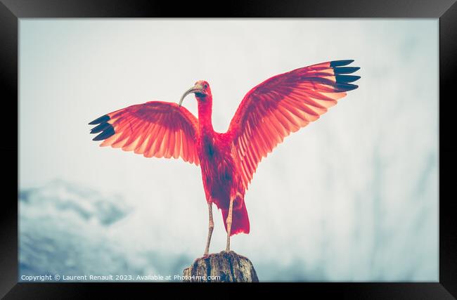 Majestic red bird, Scarlet Ibis Eudocimus ruber, outstretched re Framed Print by Laurent Renault