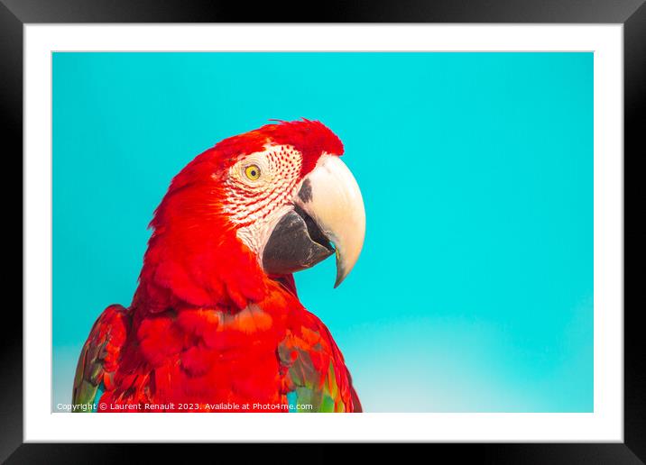 Red Scarlet macaw bird over blue background Framed Mounted Print by Laurent Renault