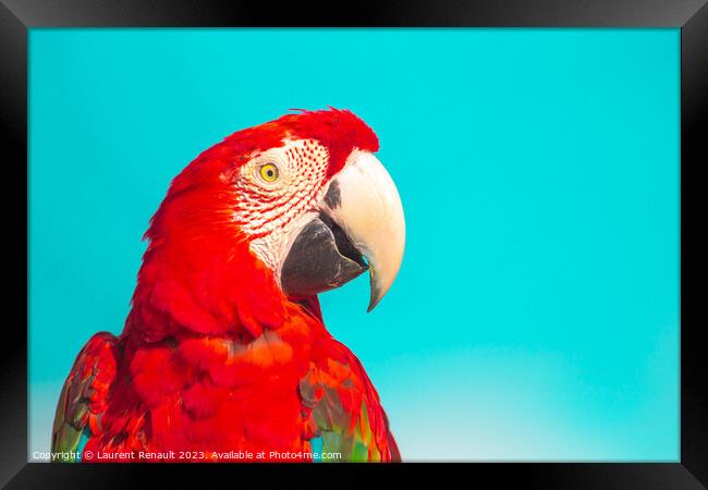 Red Scarlet macaw bird over blue background Framed Print by Laurent Renault