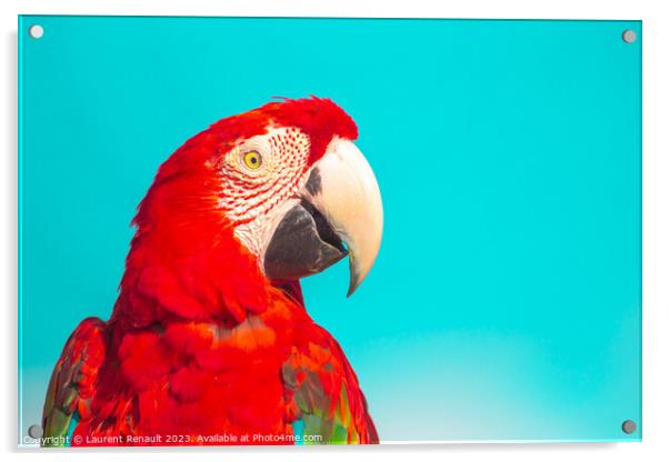 Red Scarlet macaw bird over blue background Acrylic by Laurent Renault