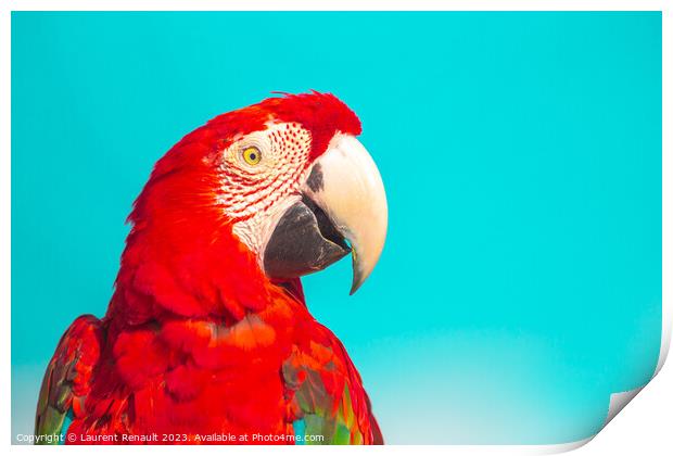 Red Scarlet macaw bird over blue background Print by Laurent Renault