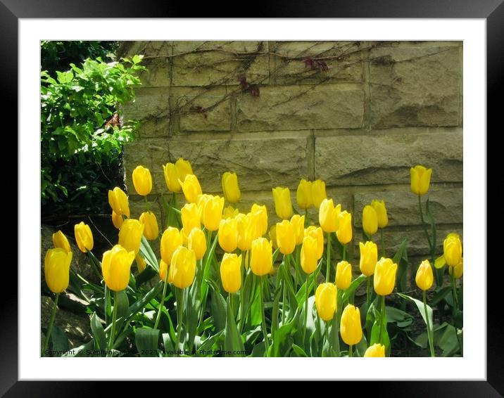 Yellow tulips Framed Mounted Print by Stephanie Moore