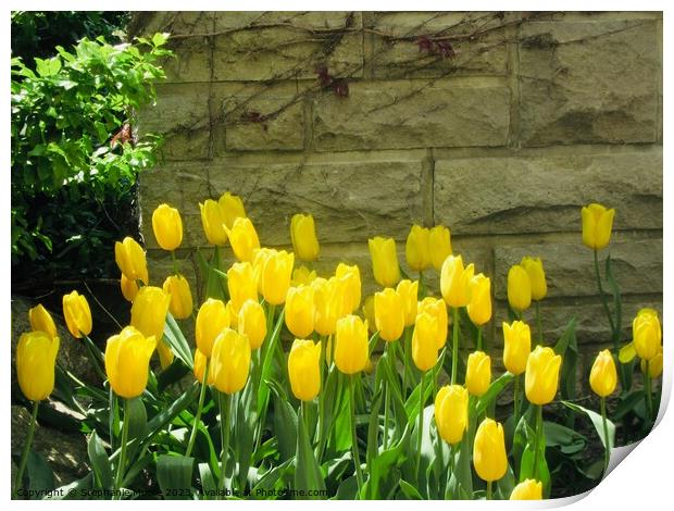 Yellow tulips Print by Stephanie Moore